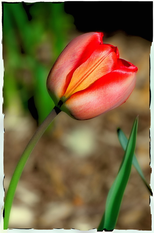 08.06.2010 Blume-D35_2774-als-Smart-Objekt-1.jpg